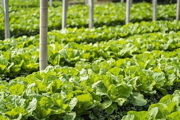 种菜地底肥用什么肥料最好