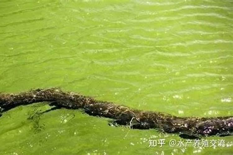 跳跳鱼怎么养不会死