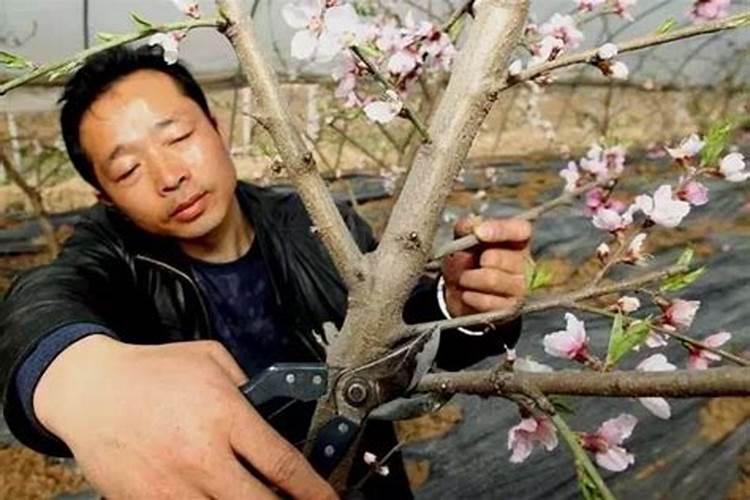 桑葚红的甜还是黑的甜