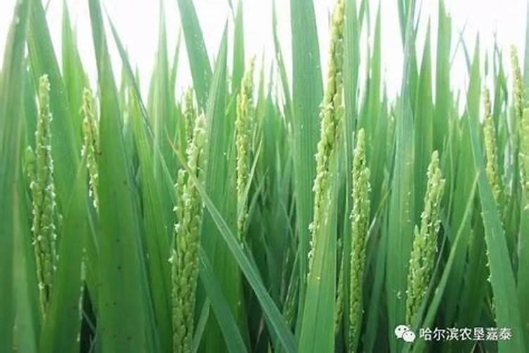 水稻两防一喷技术要点 水稻养殖方法总结
