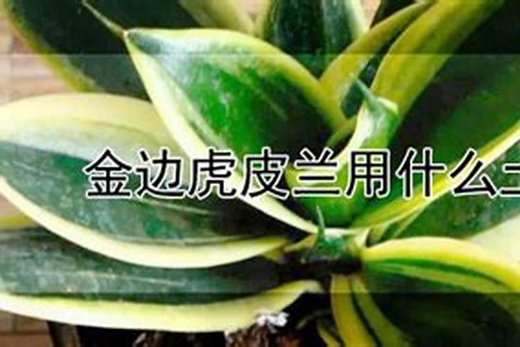 金边虎皮兰最好的肥料是什么？