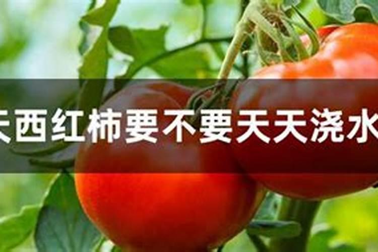 西红柿阴雨天太多,只开花不结果怎么办？