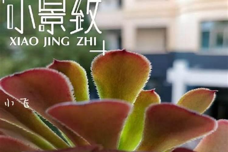 多肉用什么肥料