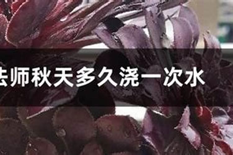 黑法师秋天怎么养护