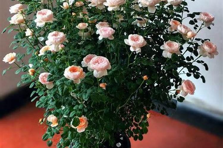月季过冬这三点重要如何不影响来年开花