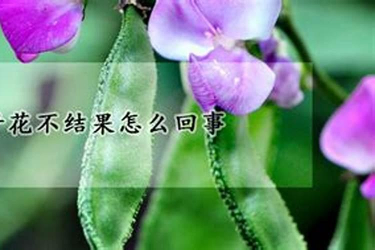 扁豆施什么肥结果多点