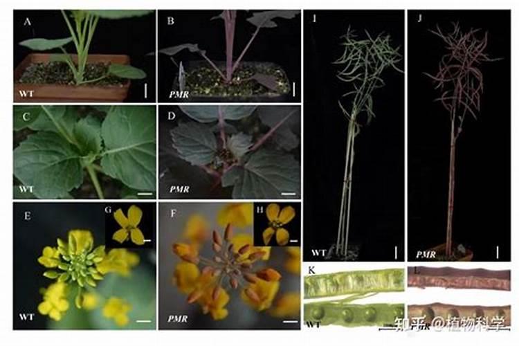双低油菜有什么营养特性？