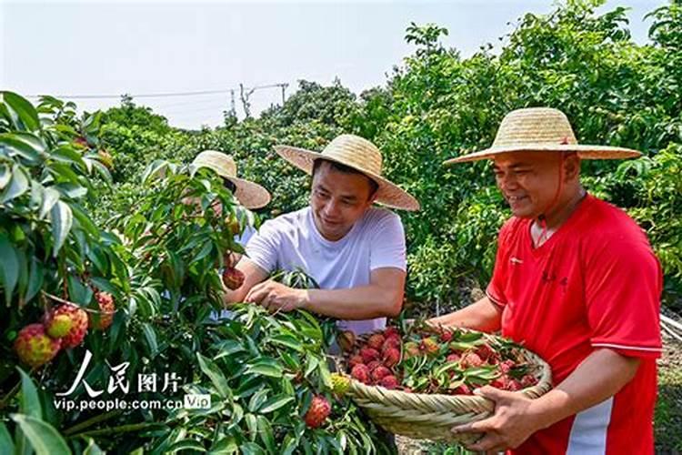 荔枝高产该注意哪些要点？