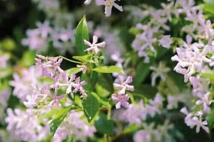 风车茉莉多久施肥