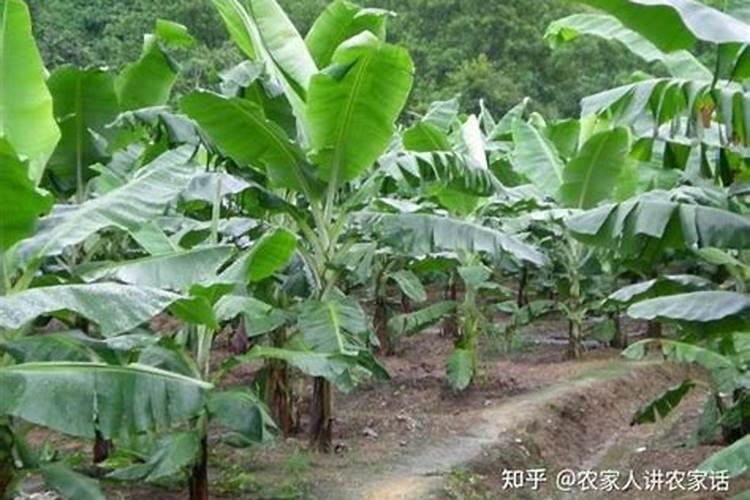 香蕉皮做肥料最佳方法
