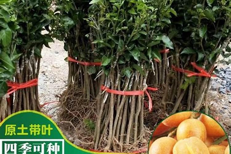 黄皮果苗施什么肥长得快