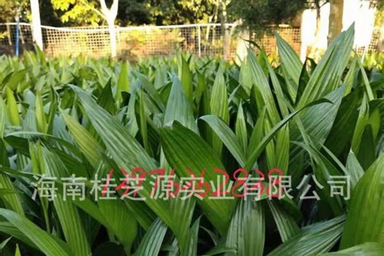 豆角小苗发黄打什么叶面肥