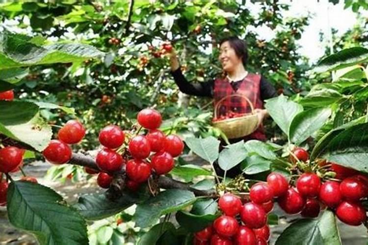 黄豆水是氮肥还是磷肥