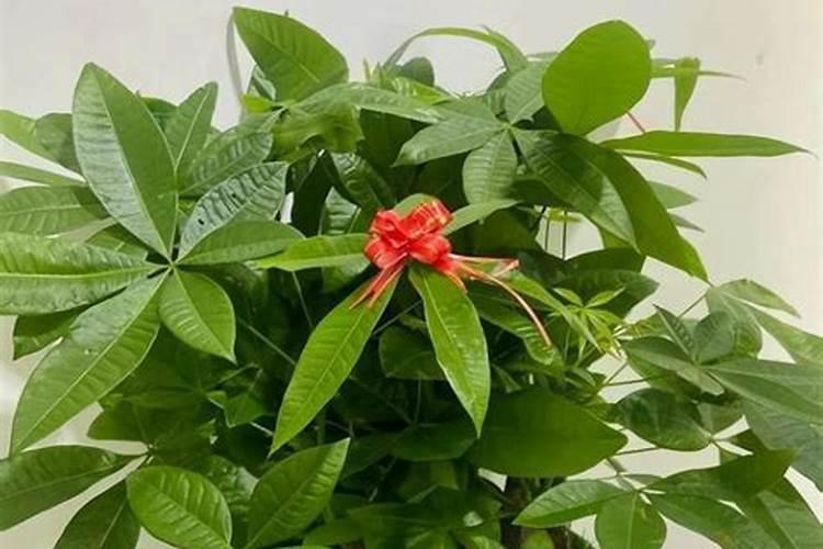 发财树施什么肥料好长得最快最茂盛(浇什么肥可枝叶旺盛)