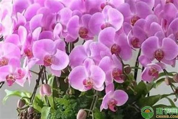 蝴蝶兰的花剑枯黄？