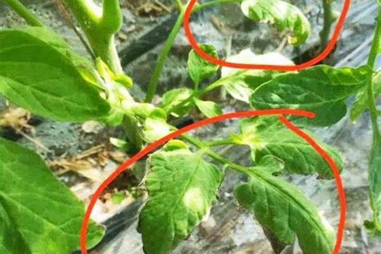 硼土地用多了对植物的影响有没有解救方法