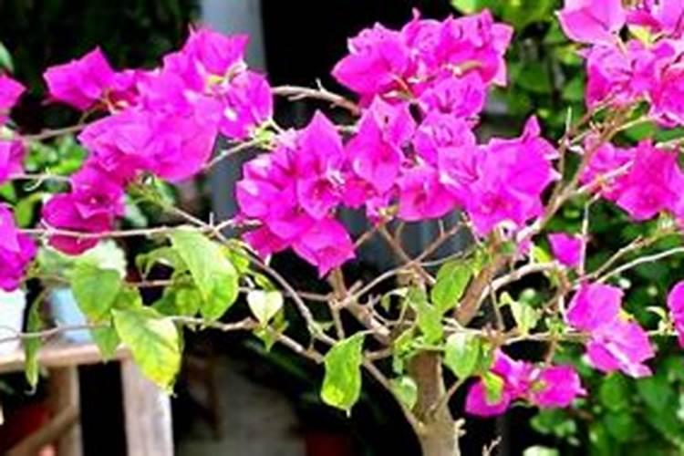 计划让三角梅五一节前开花,怎样控水、施肥？