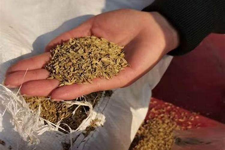 为什么印度的耕地面积世界第一,而粮食产量却不足中国的一半