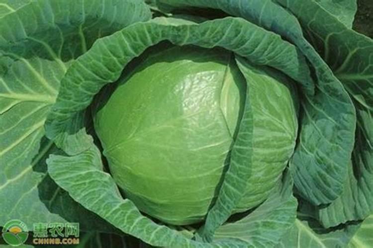 甘蓝菜的施肥方法