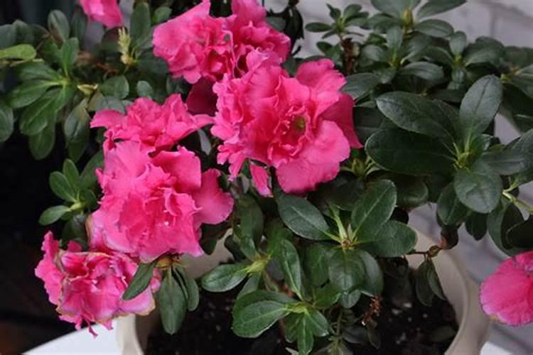 杜鹃花怎么这样难养？