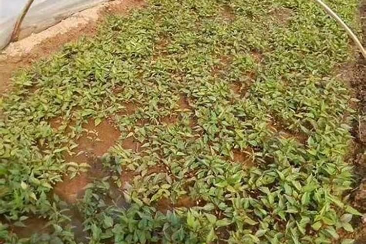 大樱桃管理怎样施肥才能丰产 大樱桃好吃树
