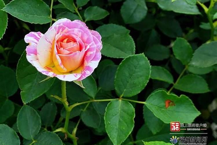 月季开花用什么肥