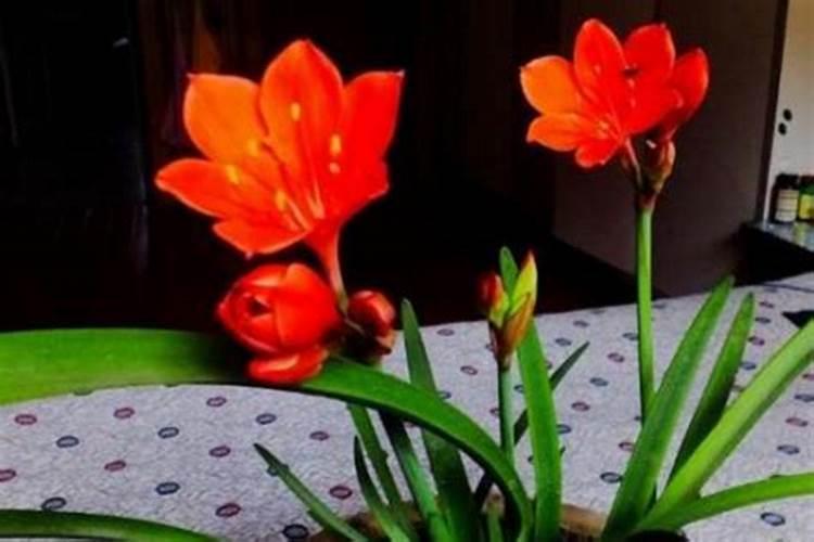 土出现板结现象又不想换土,怎样做才能改善土质？