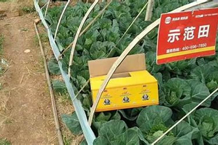 朱顶红冬季怎样施肥 朱顶红冬季施肥方法