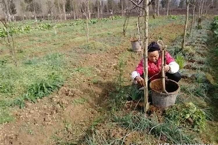 耐冬施什么肥最好