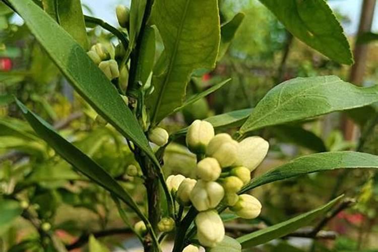桔子树开花时怎样施肥保果