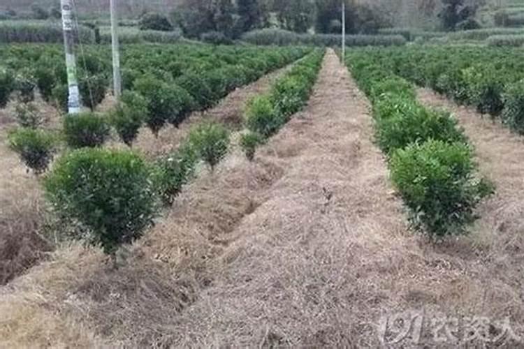 50%草甘膦钾盐水剂兑水比例