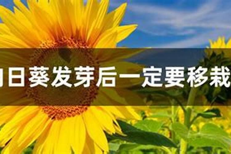 新长出的向日葵发芽后叶子偏黄,怎么办？属于正常情况吗？