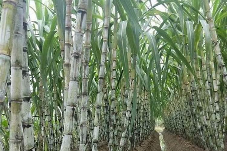 甘蔗怎么种才甜 甘蔗怎么种植才能更甜？