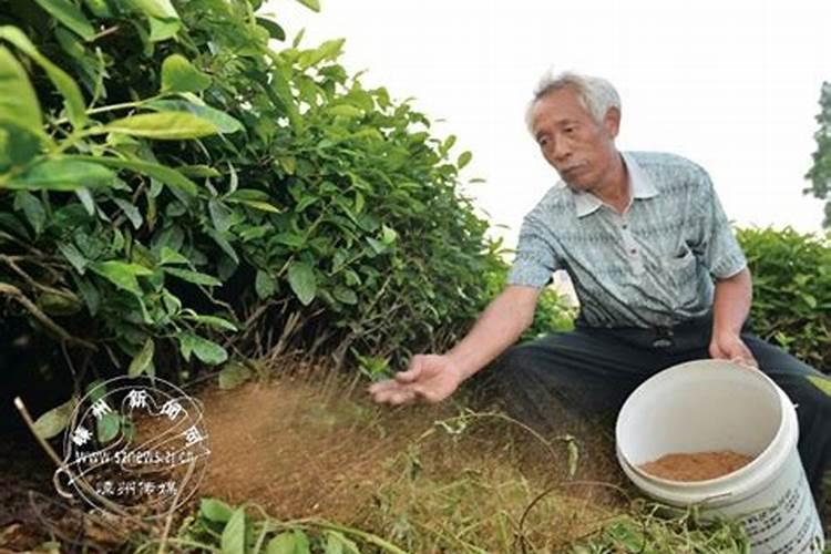 茶树什么时候施肥 茶树在什么时间施肥比较好？