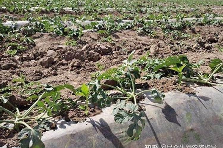 蕃茄施什么肥最好