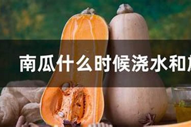 南瓜需要施什么肥料(一般种植南瓜什么时候施肥方法)
