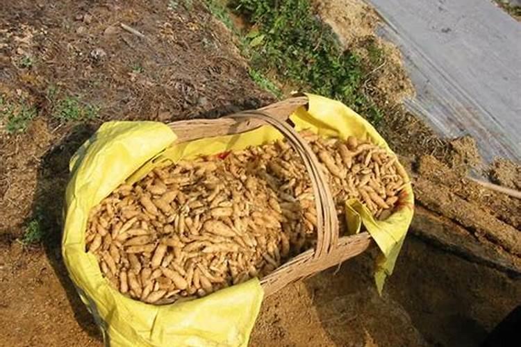 宜昌市笔峰洞农产品专业合作社怎么样？
