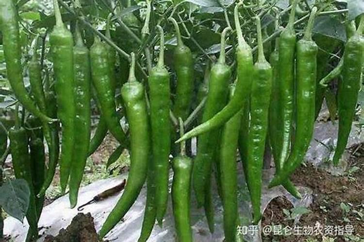 尖椒怎么种才能高产