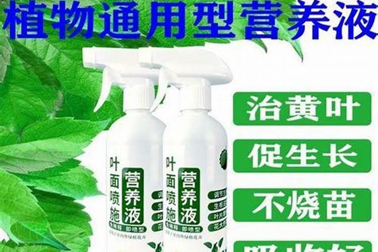 花卉叶面肥使用方法 叶面肥喷叶子正面还是背面