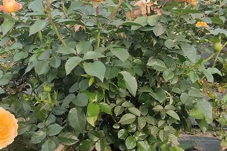 花卉盆景无土栽培技术