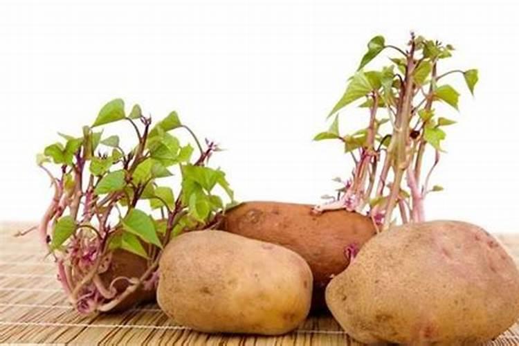 土豆秧长不大与磷肥用多有关系吗