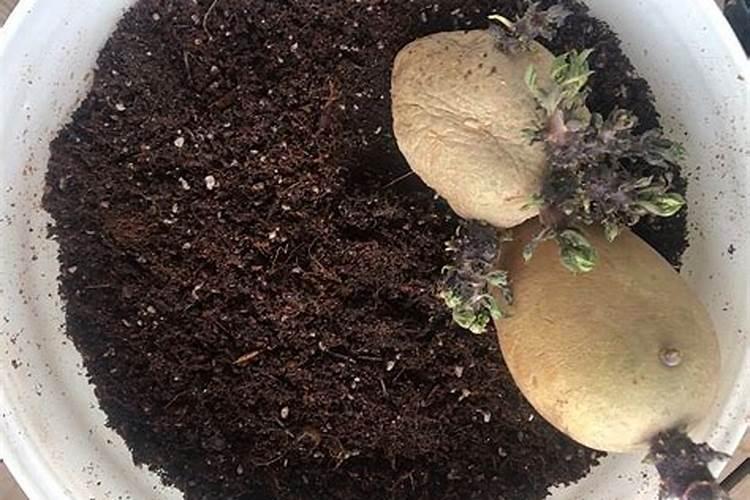 土豆什么肥料长的大