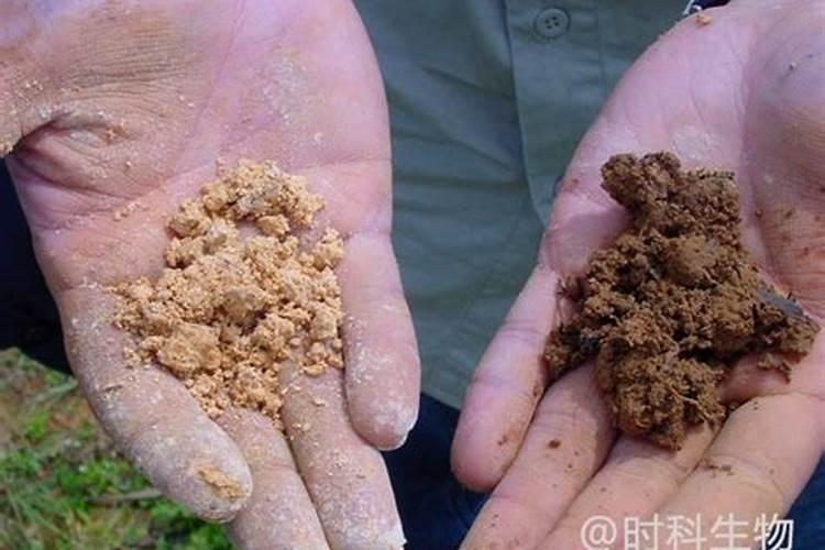 氮肥呈什么性