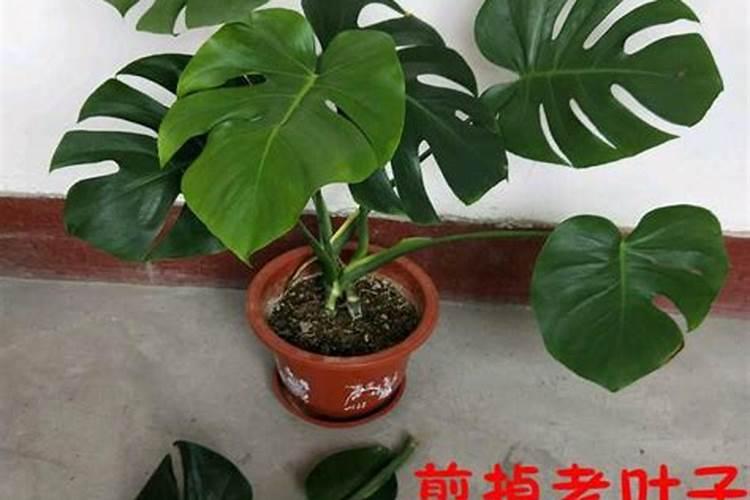 阳台龟背竹养殖方法