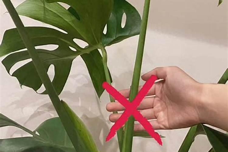 养龟背竹用什么肥料？