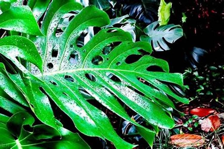 龟背竹养殖方法