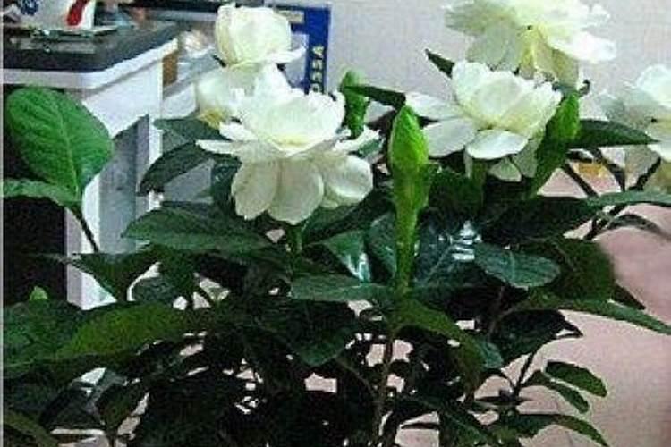 小叶栀子一年开几次花