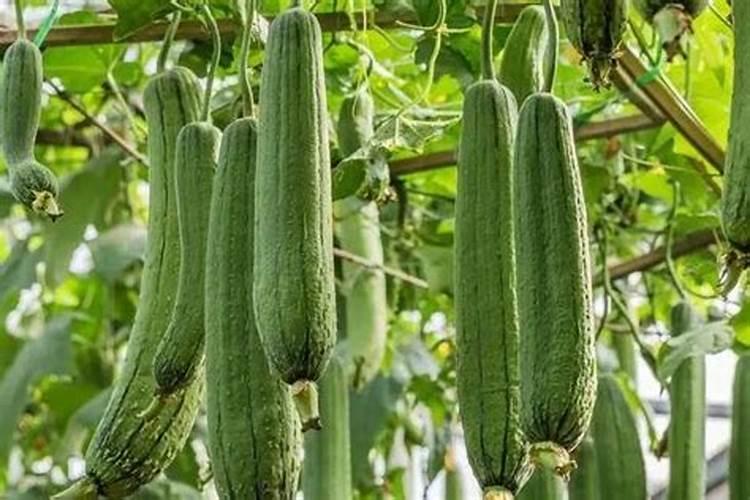 迎春花什么季节施肥