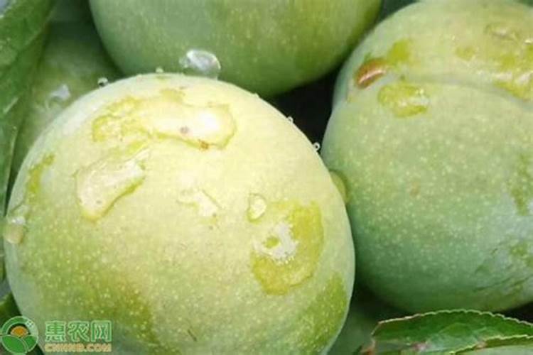 李子长不大？施什么肥？李子树的施肥方法