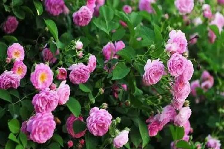 蔷薇施肥施什么肥料